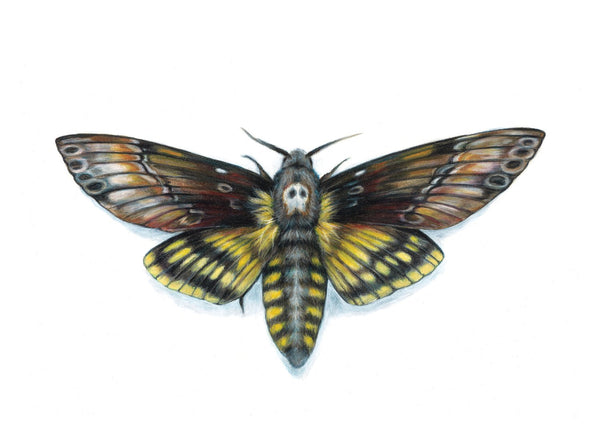 Anne Byrd - Print - Death Head Hawk Moth.